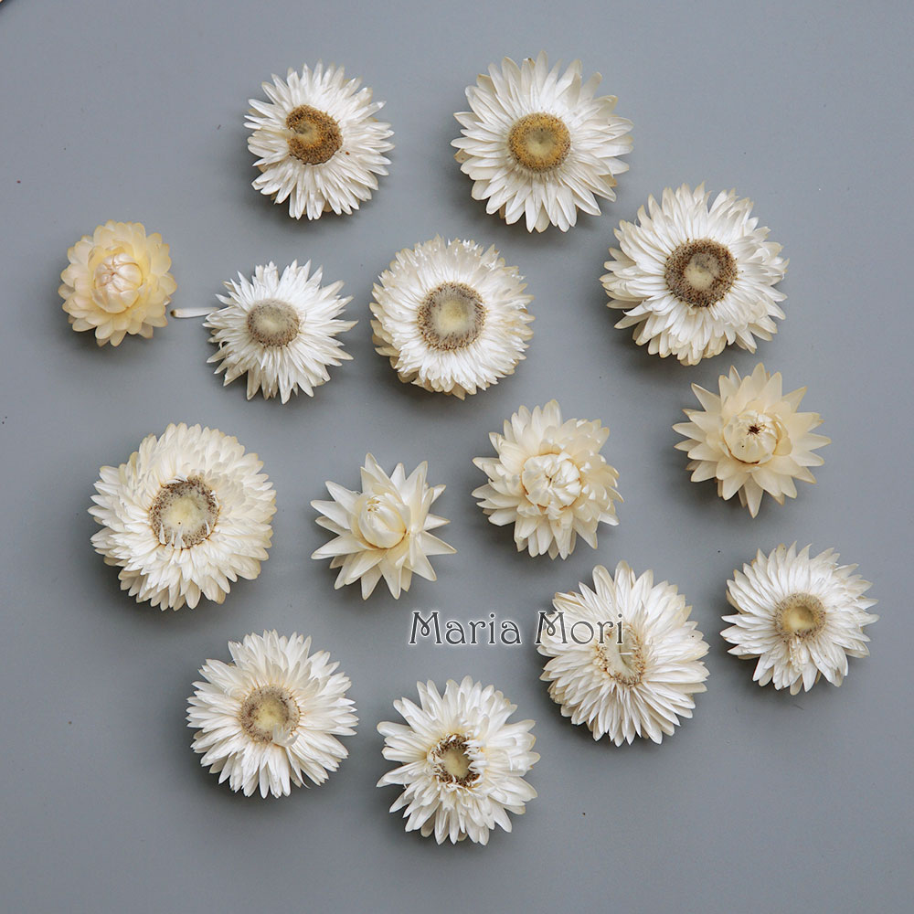 Natural Dried Colorful Chrysan - Candle Making Diy review and price