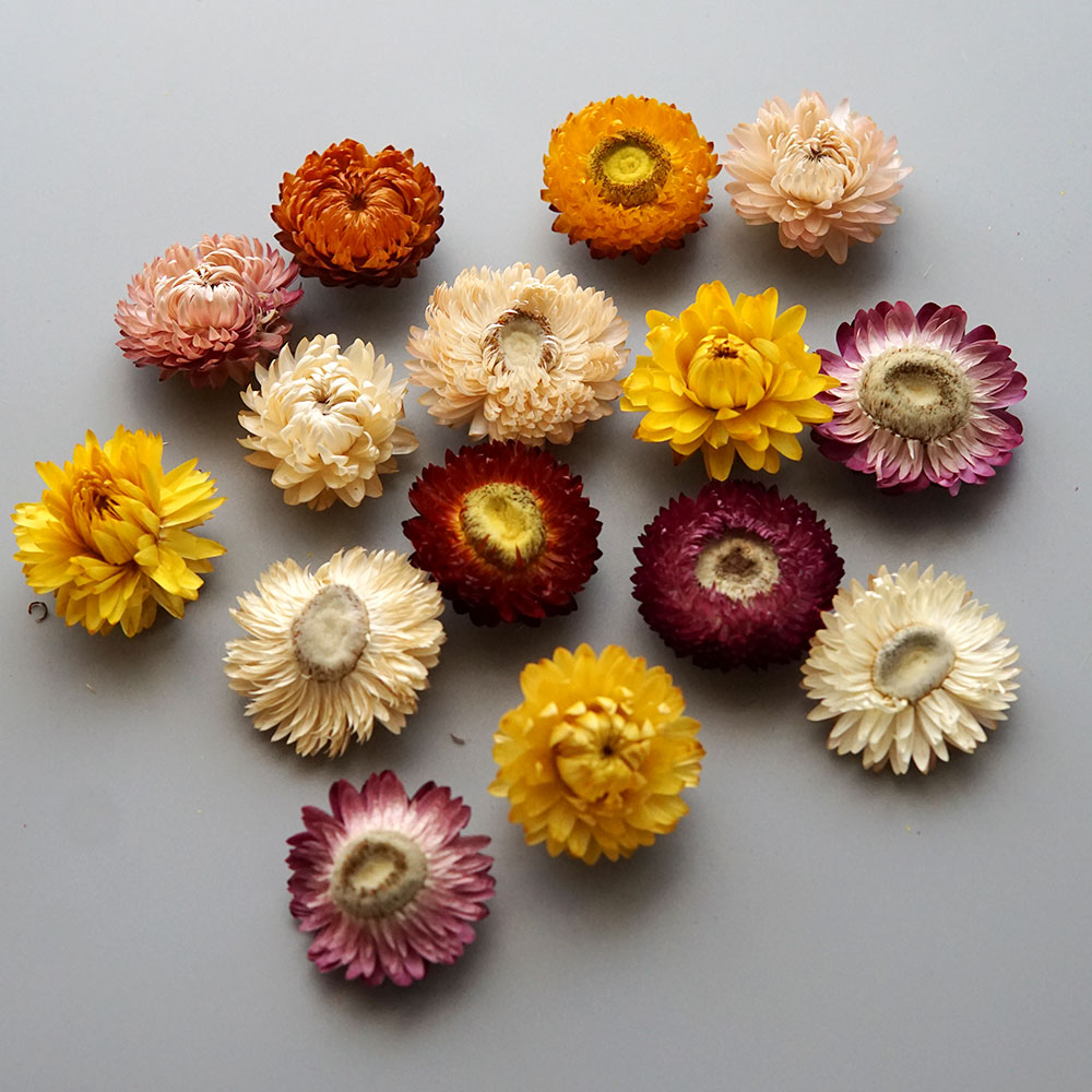 Natural Dried Colorful Chrysan - Candle Making Diy review and price