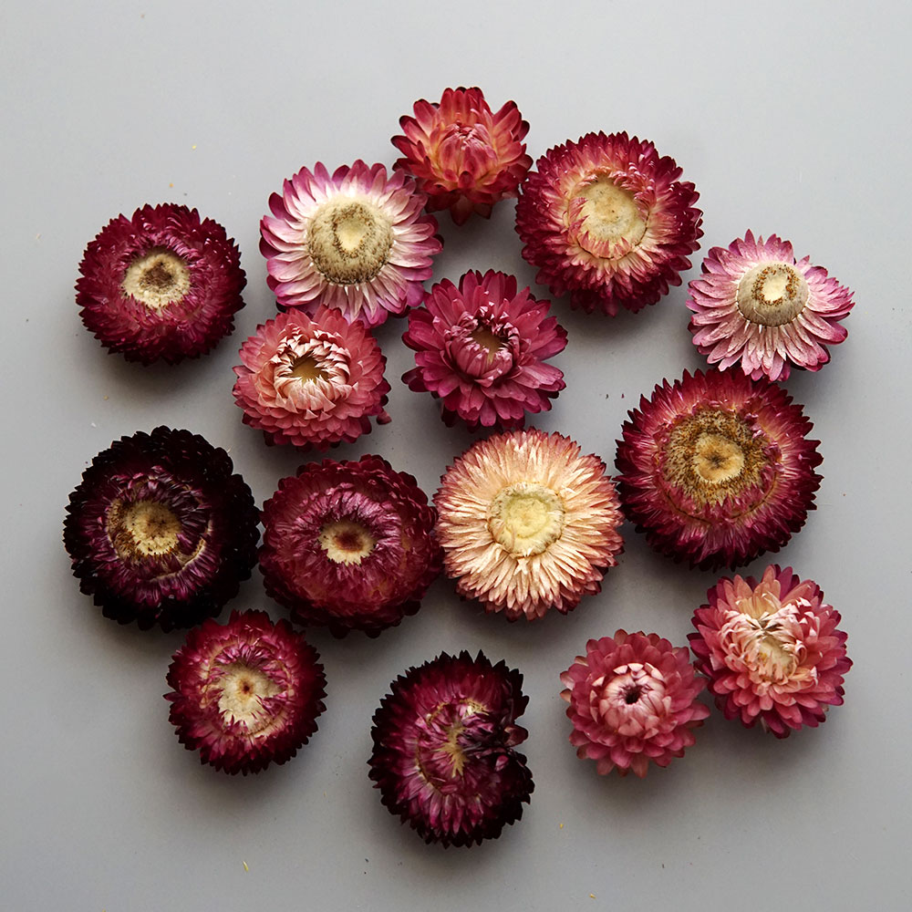 Natural Dried Colorful Chrysan - Candle Making Diy review and price