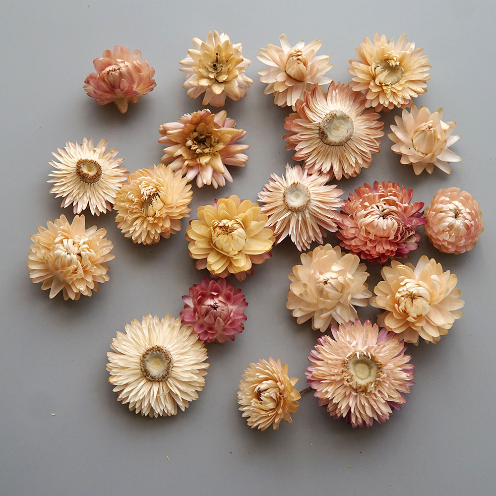 Natural Dried Colorful Chrysan - Candle Making Diy review and price